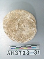藏品(螺蓋製貝刮器)的圖片